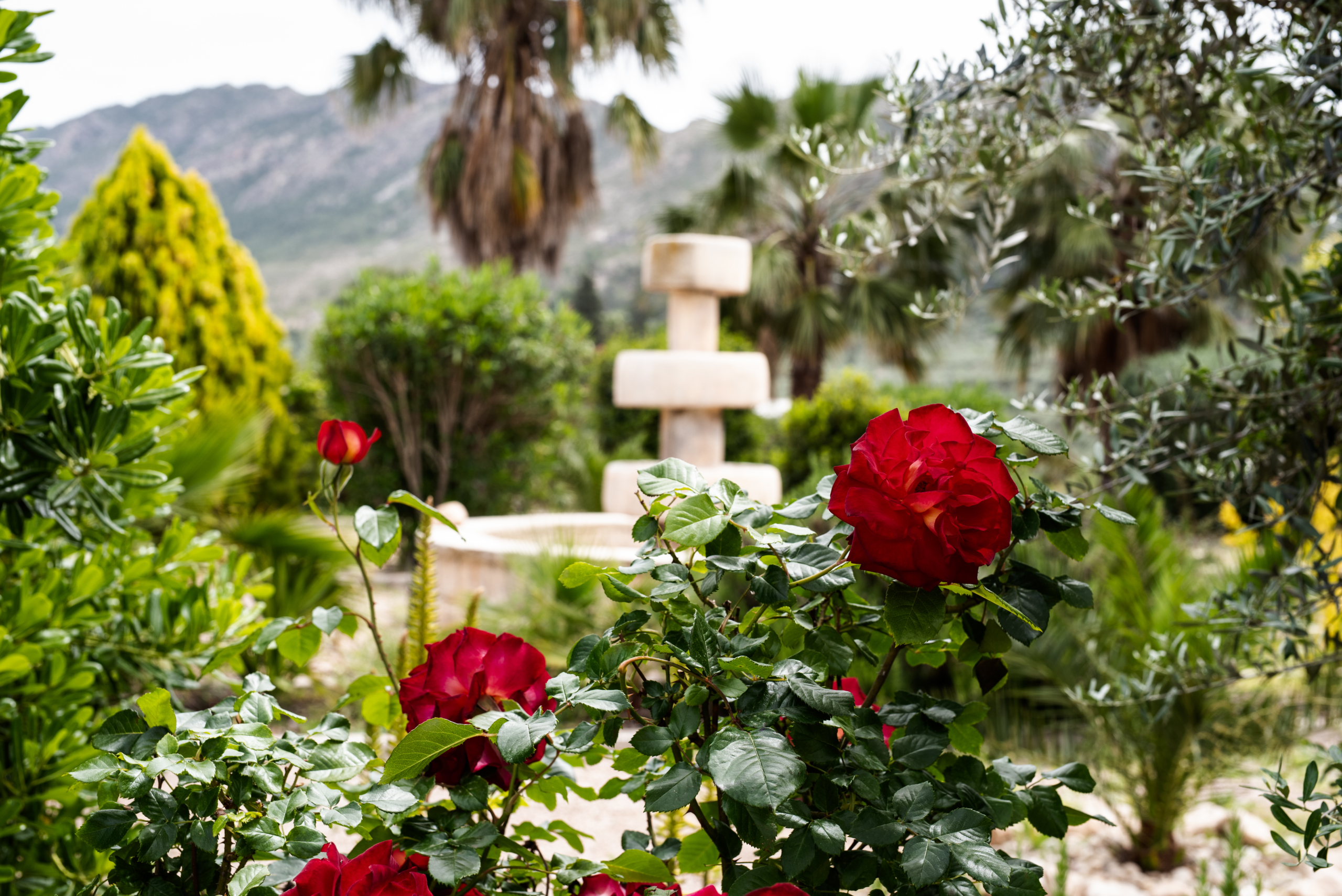 Red roses in a lush garden with a tiered stone fountain in the background and distant hills.