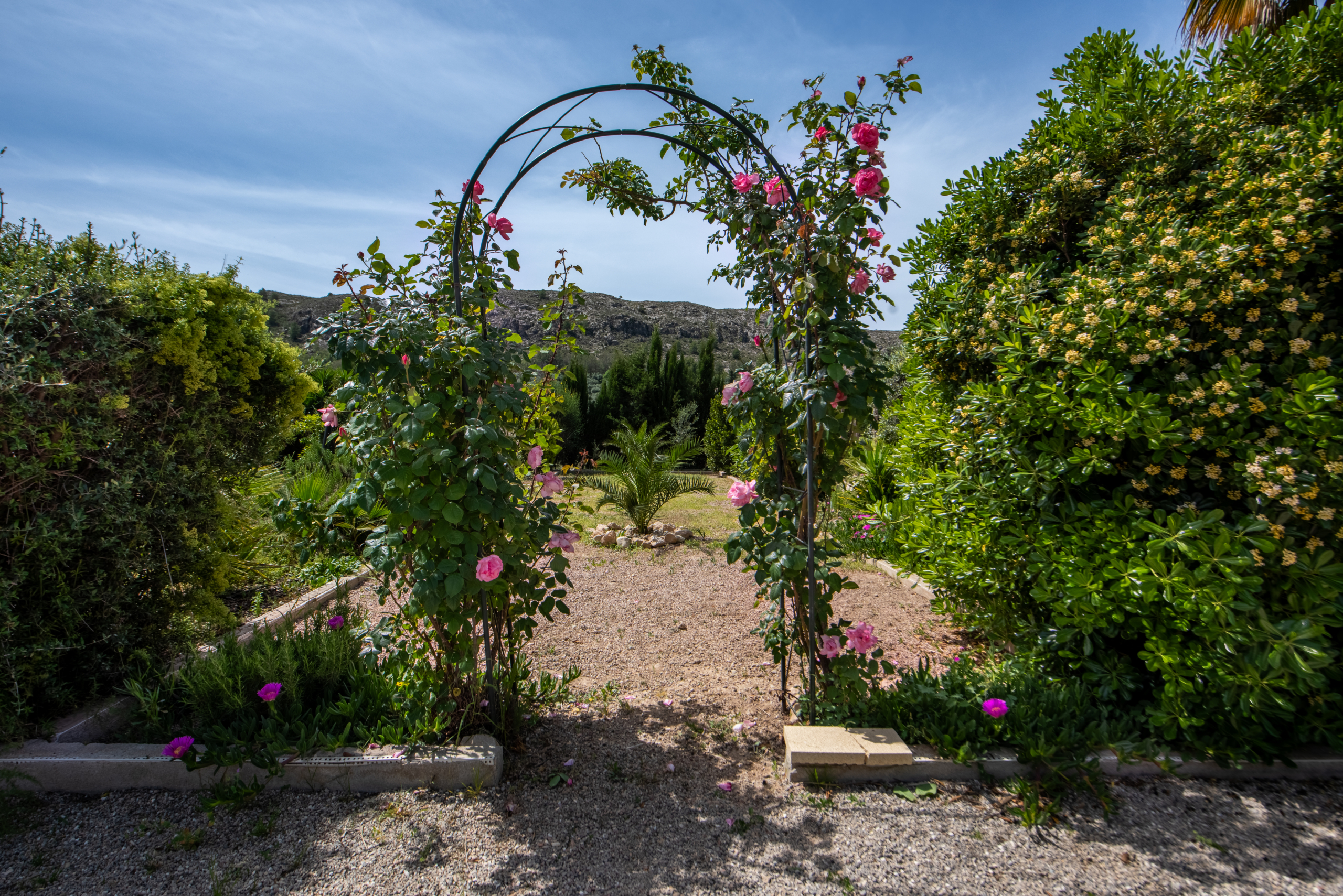 Pink roses climb a metal arch over a gravel garden path with green hedges and a rocky hillside in the distance under a blue sky.