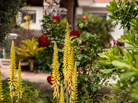 mooie planten bij de woning in calasparra