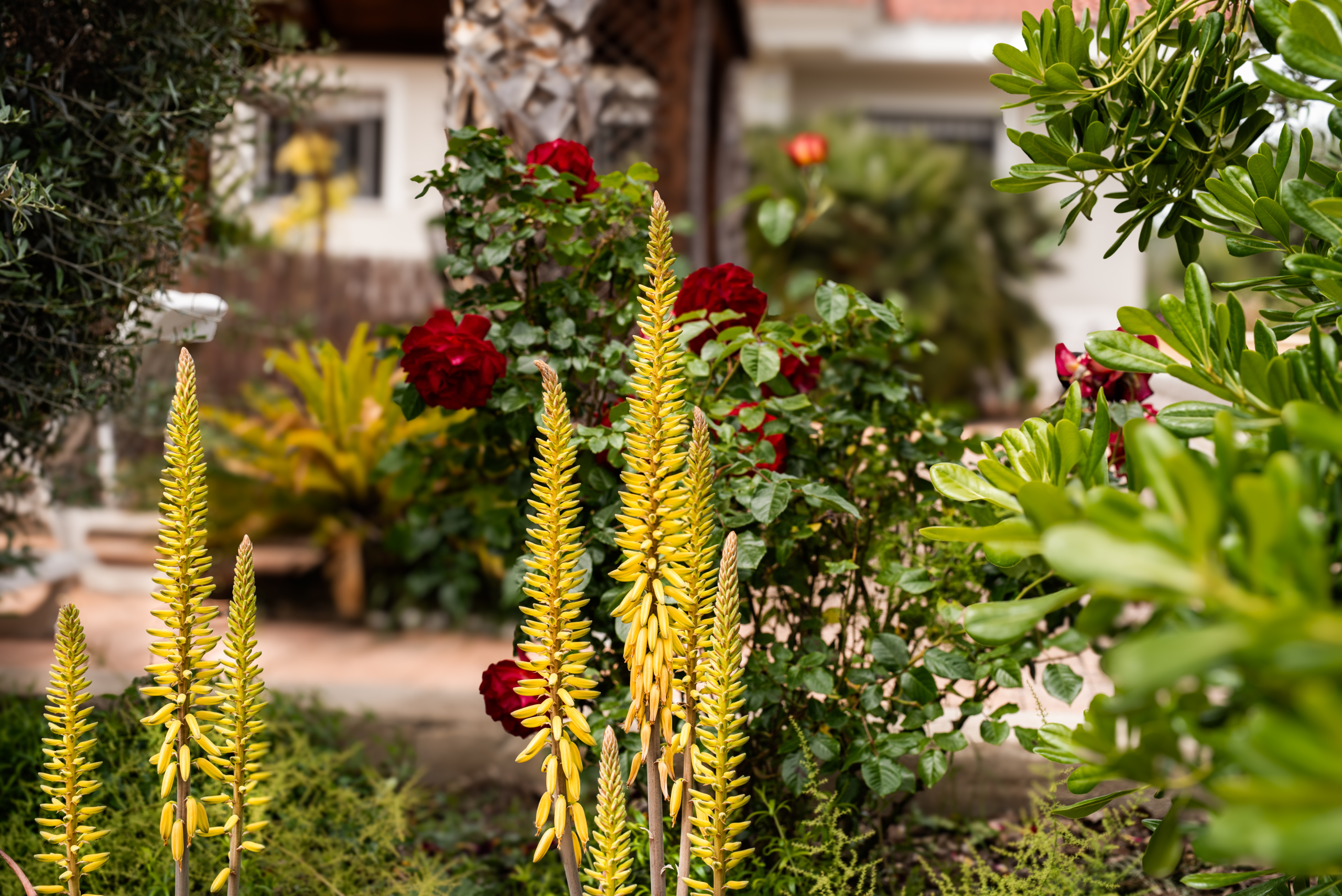 mooie planten bij de woning in calasparra