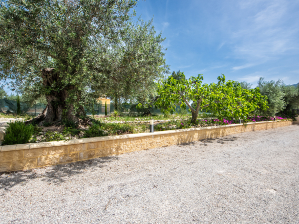 Mediterrane tuin met volwassen olijfbomen en fruitbomen bij woning in Calasparra