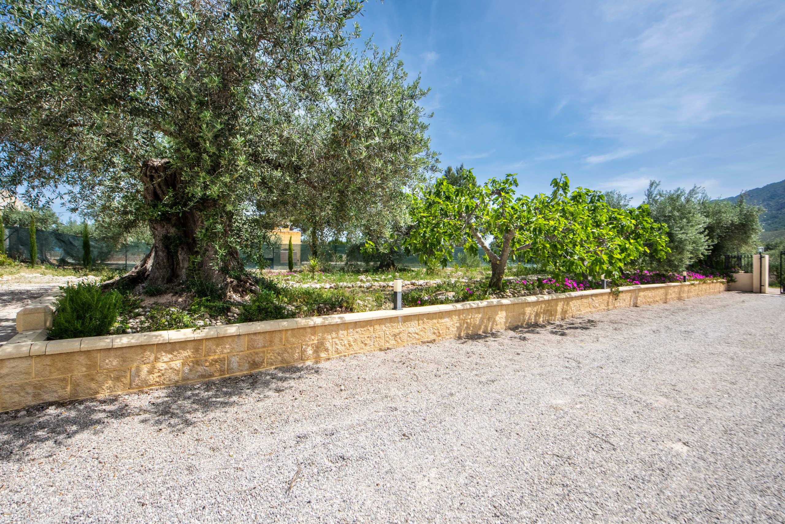 Mediterrane tuin met volwassen olijfbomen en fruitbomen bij woning in Calasparra