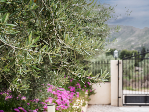 Close-up of olive tree branches with green leaves; blurry garden and black iron fence in the background