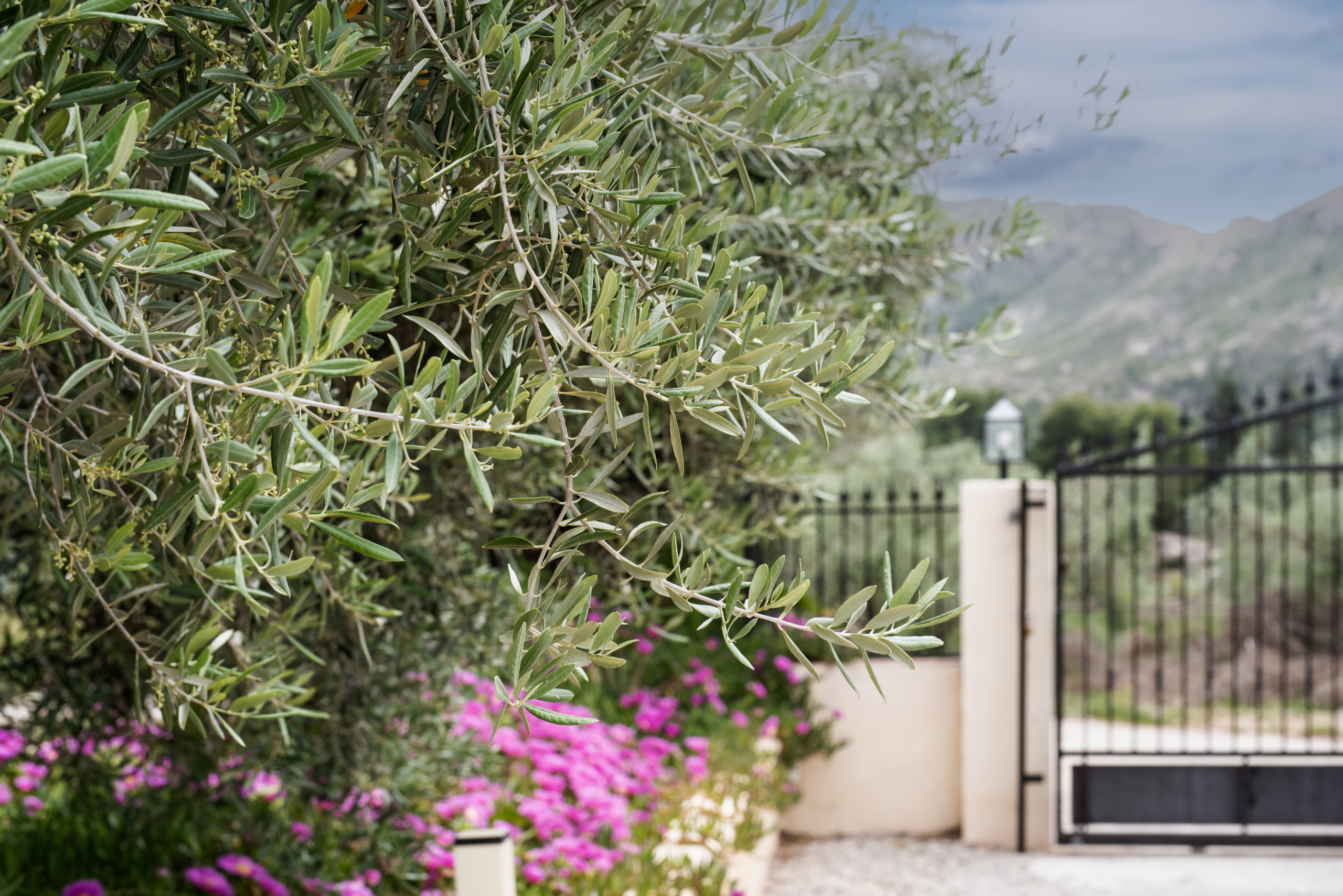 Close-up of olive tree branches with green leaves; blurry garden and black iron fence in the background