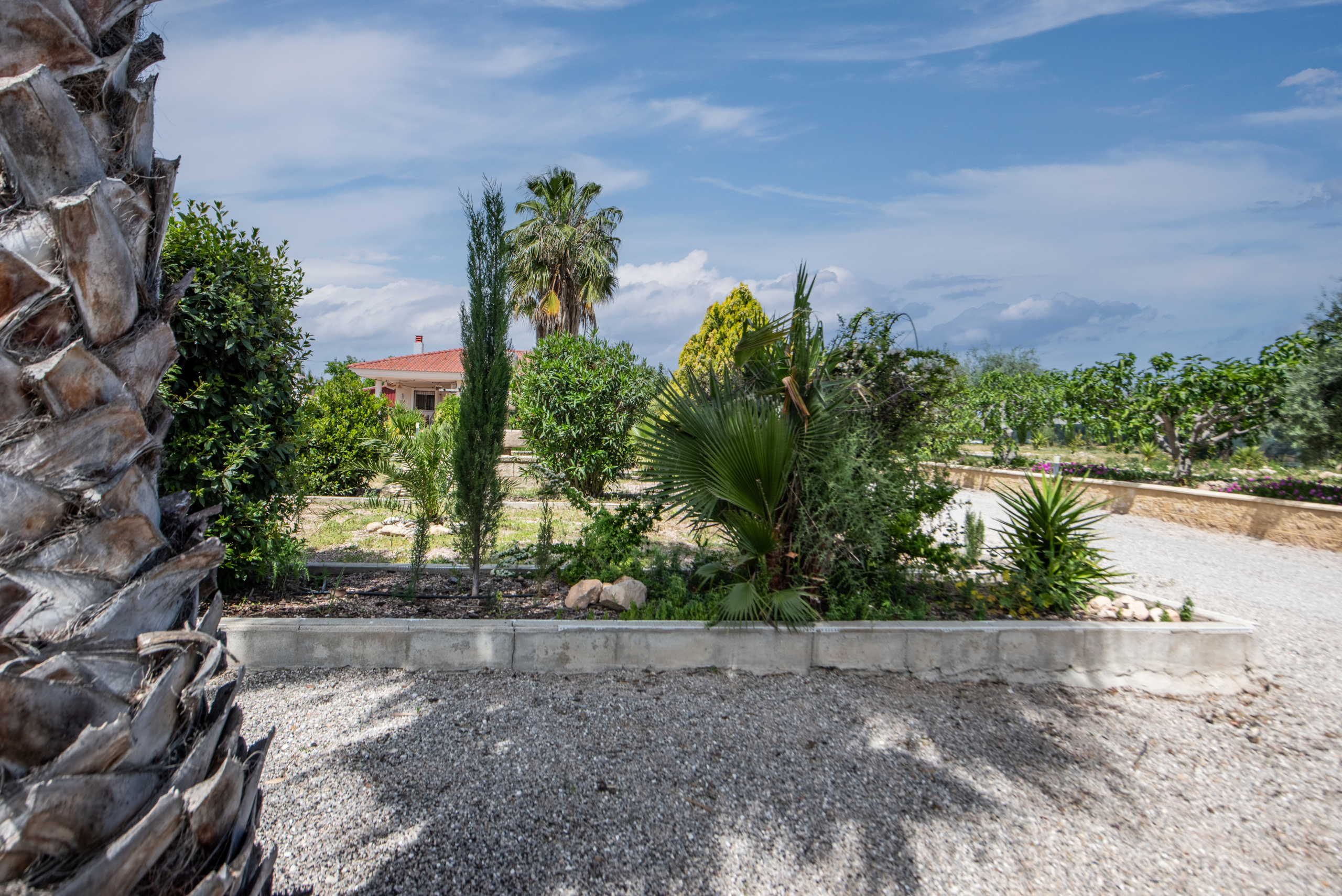 Sunny garden scene with a large palm tree on the left, green shrubs, and a red-tiled house in the distance under a blue sky.
