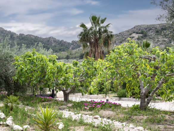 Olijfboomgaarden en fruitplantages in de landelijke omgeving van Calasparra