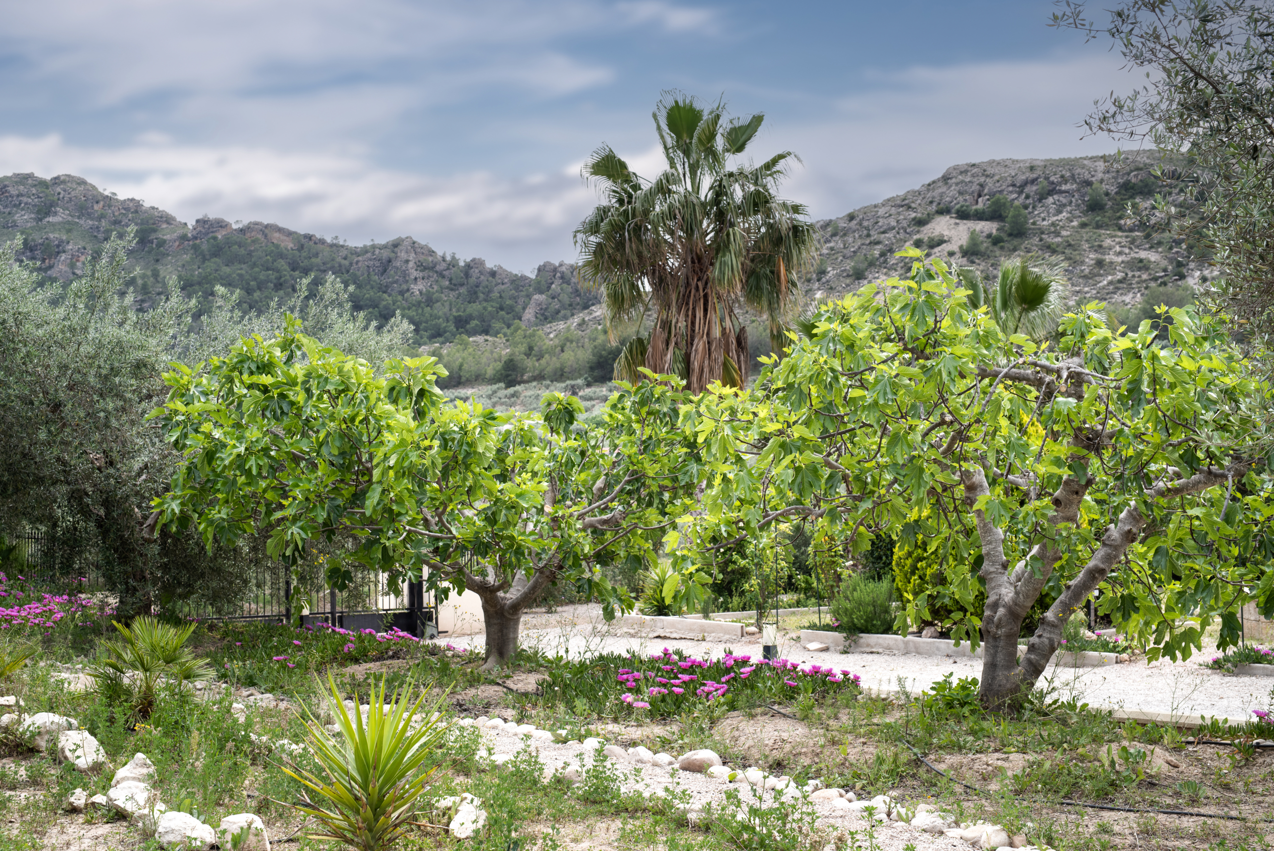 Olijfboomgaarden en fruitplantages in de landelijke omgeving van Calasparra
