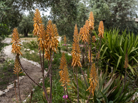 Orange torch lilies with tall orange flower spikes in a garden, a dirt path on the left.