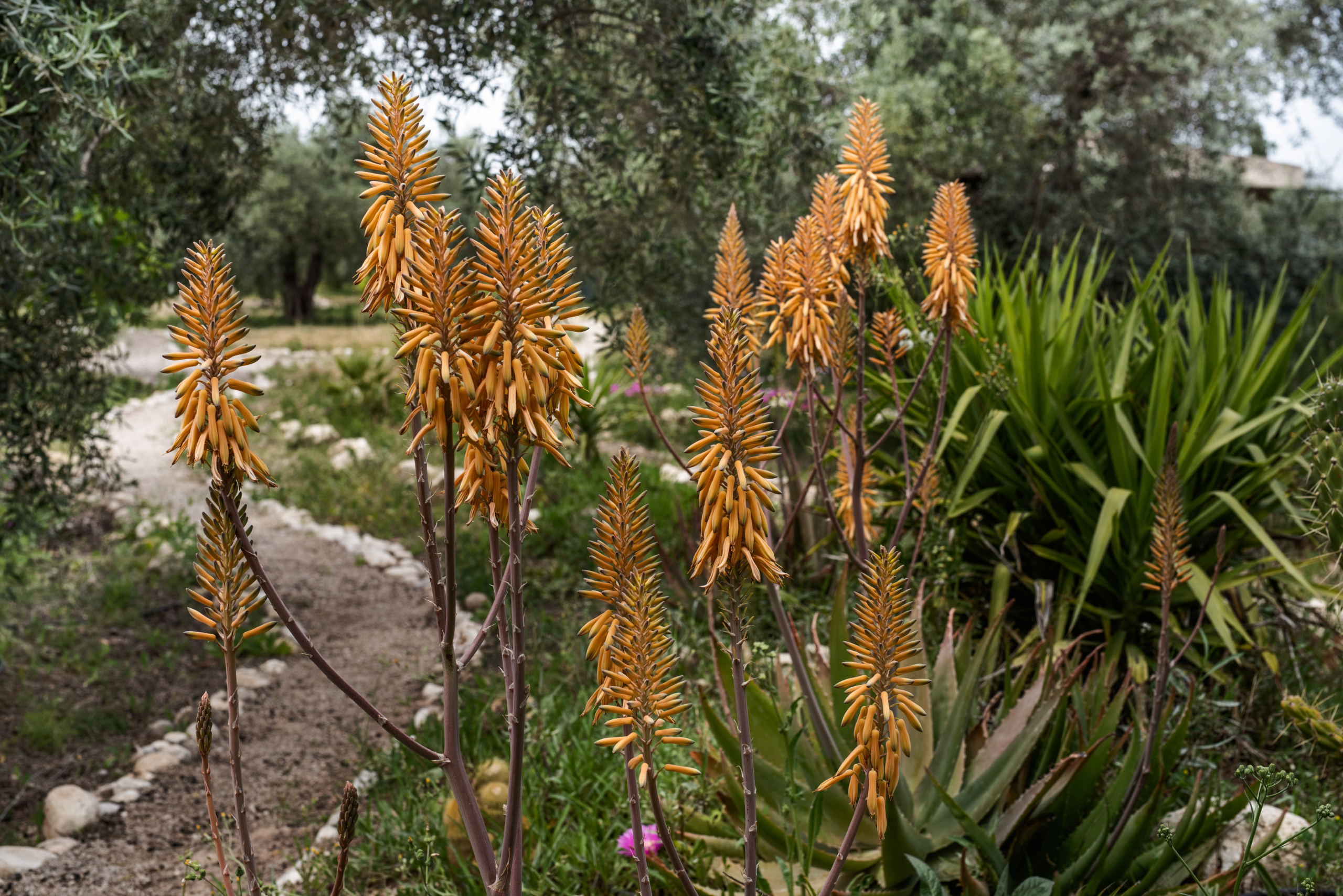 Orange torch lilies with tall orange flower spikes in a garden, a dirt path on the left.