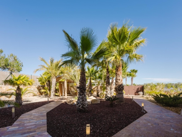 Palm trees lining a paved courtyard with mulch beds under a clear blue sky on a sunny day.
