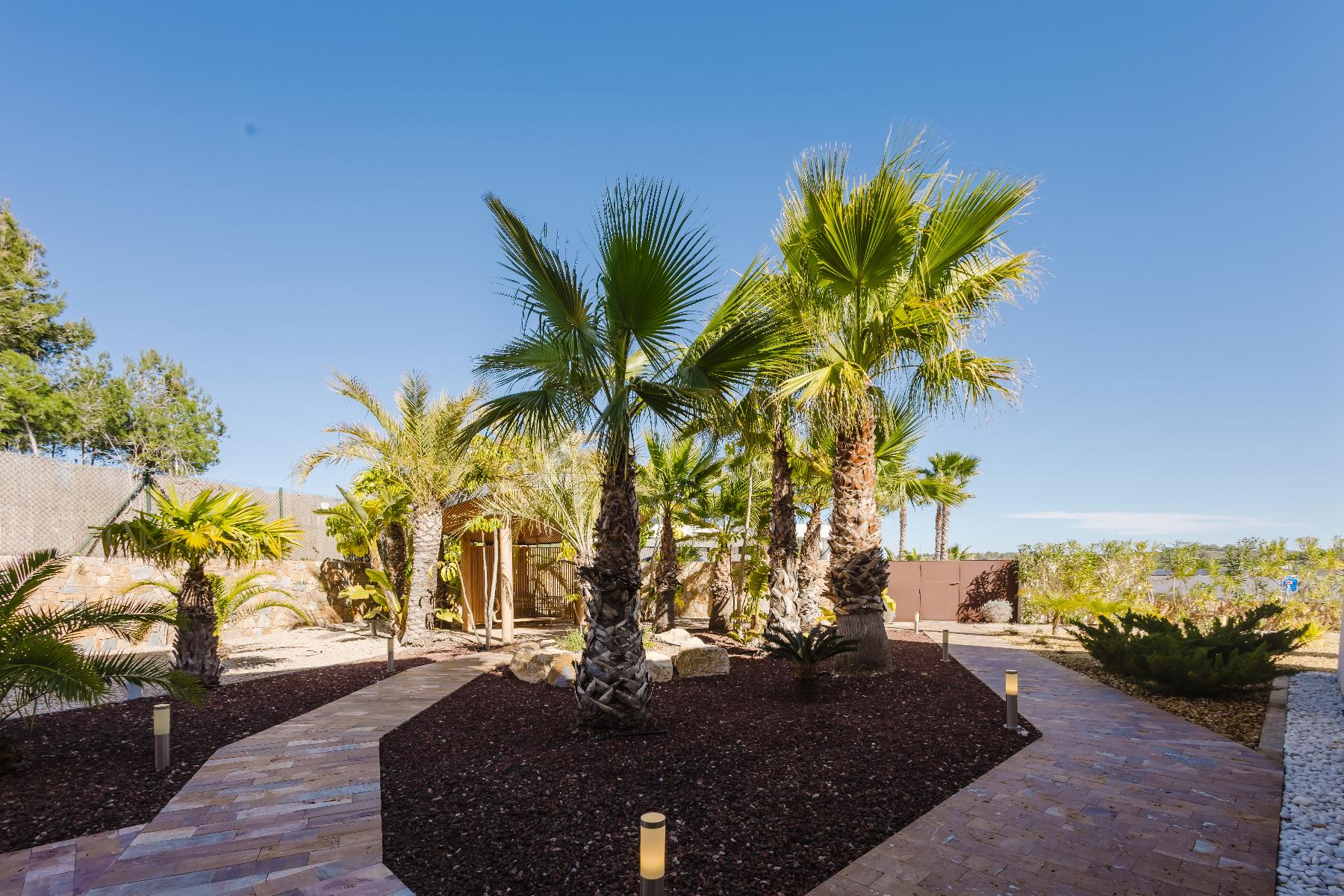 Palm trees lining a paved courtyard with mulch beds under a clear blue sky on a sunny day.